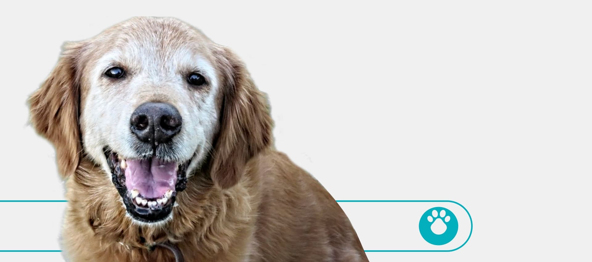 perro etapas senior